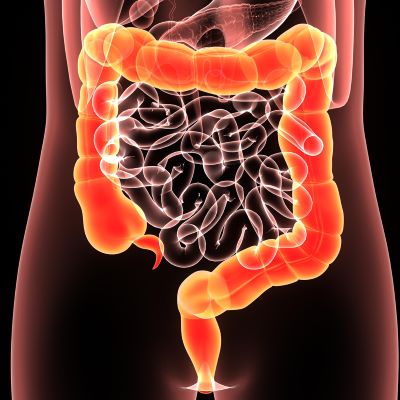 graphic of the colon